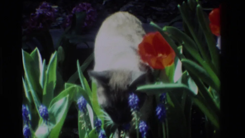 The cat lowers its head as if sniffing near blue muscari, with a bright red tulip and green leaves beside it.