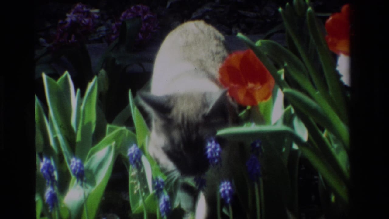 1984 California 8mm frame of a Siamese cat leaning forward through red tulips, blue grape hyacinths, and green garden leaves.
