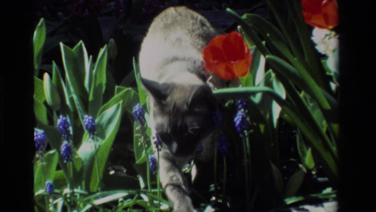 The Siamese cat steps carefully through a California garden bed with red tulips, blue grape hyacinths, green leaves, and strong sunlight.