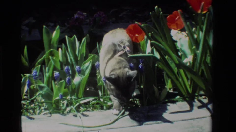 1984 home-movie frame showing the Siamese cat lowering its head near the garden edge, surrounded by tulips, grape hyacinths, and leafy plants.