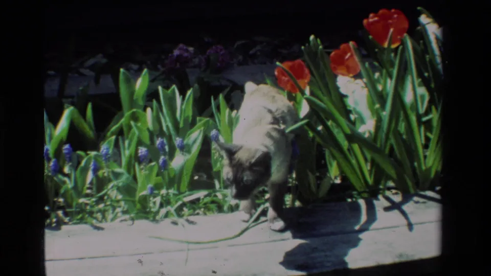 The Siamese cat walks slowly along a paved garden edge in California, with red tulips, blue grape hyacinths, and green foliage behind it.