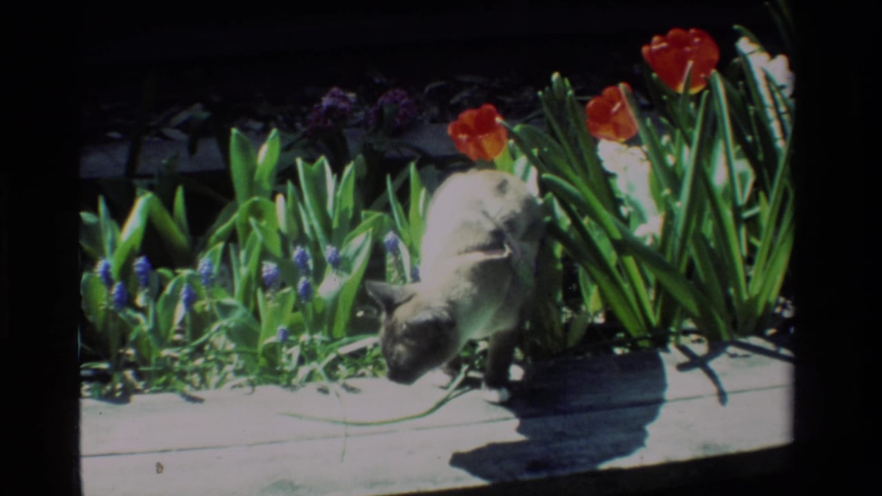Light-colored cat steps along a wooden garden border beside tulips and green leaves.