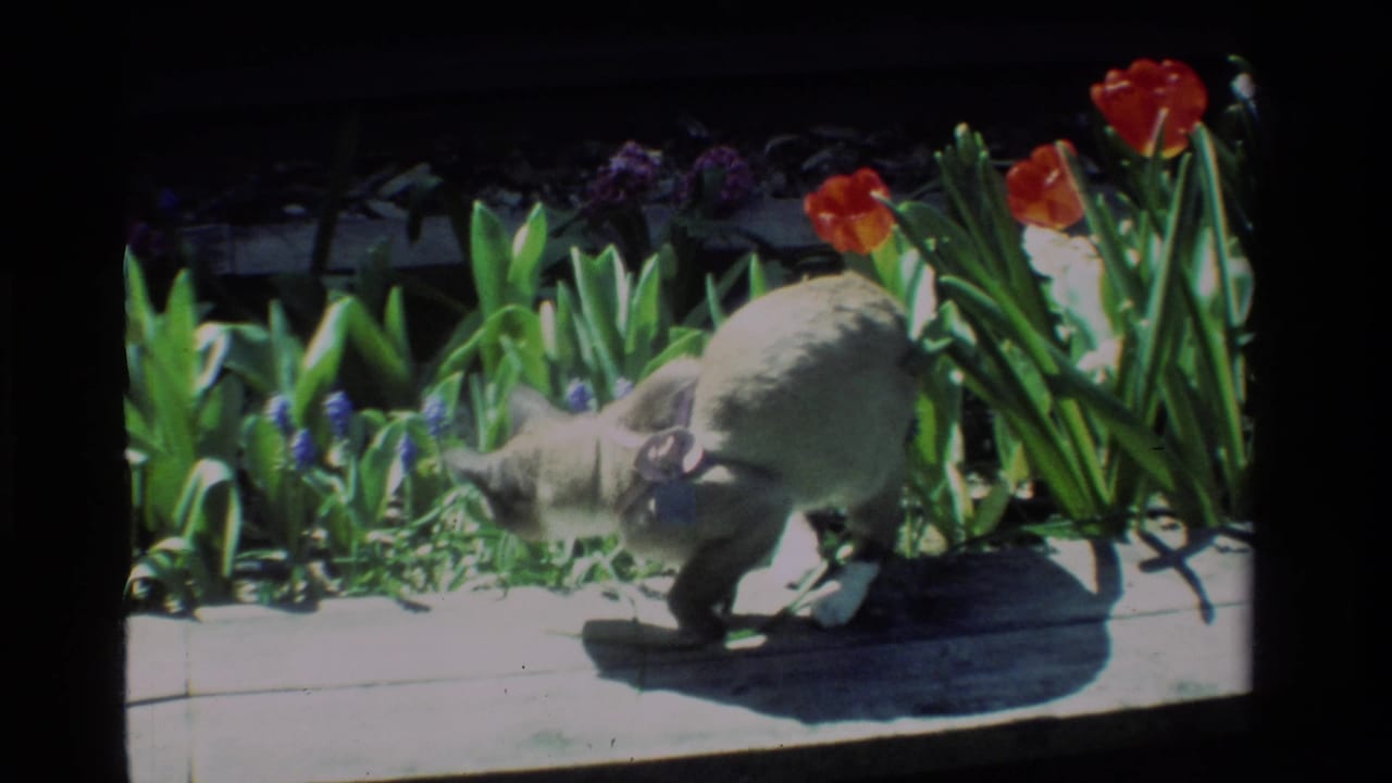 The cat sniffs near low purple flowers and green foliage in a sunlit 1984 California garden scene.