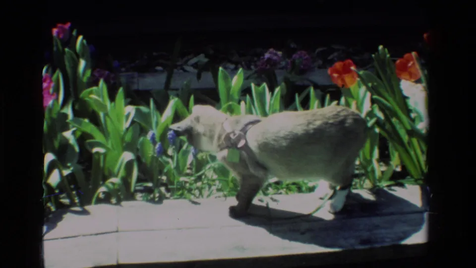 A light-colored cat crosses the garden border in close home-movie framing, with tulips and purple flowers behind it.