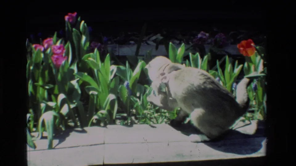The cat pauses low near a planted border with tulips and green foliage in vintage 8mm garden footage.