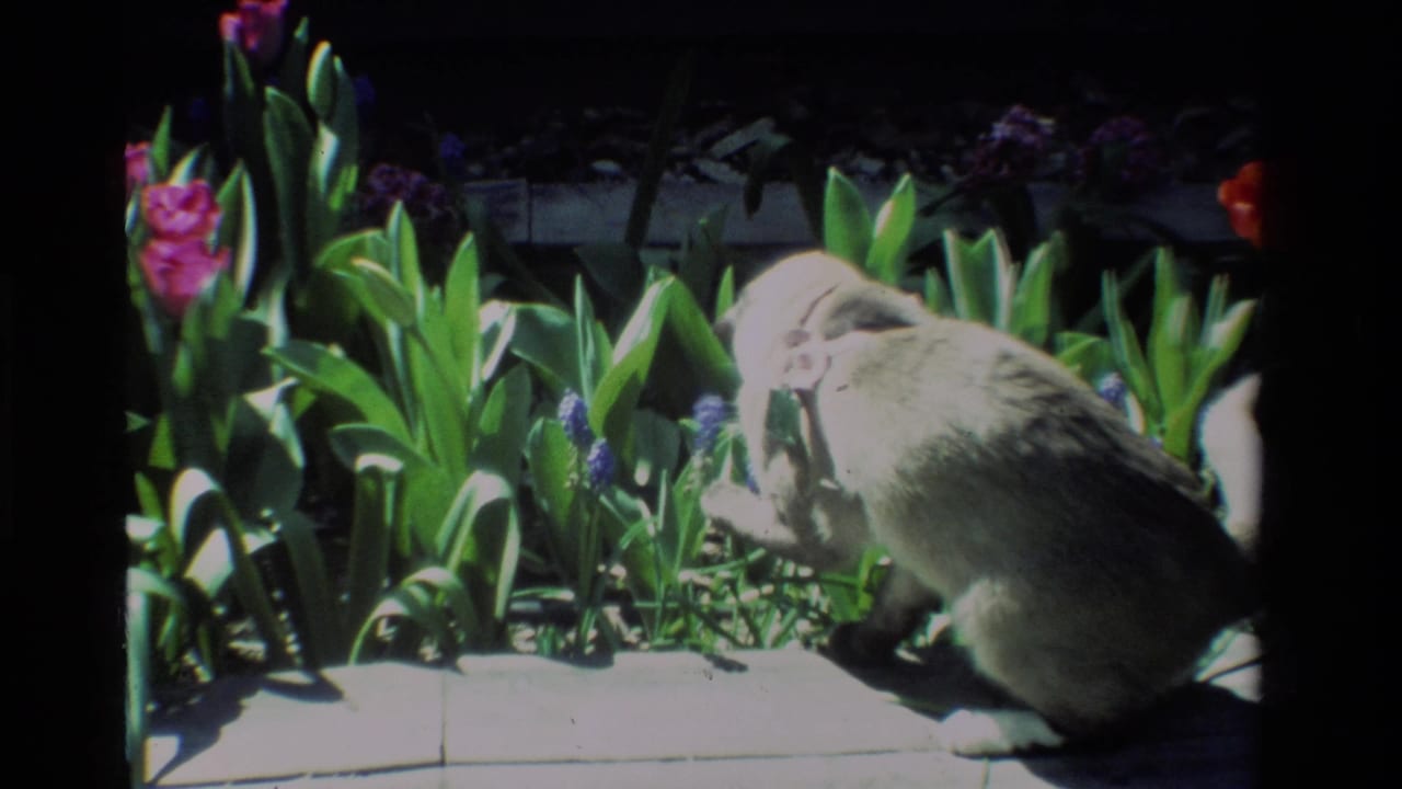 A grey collared cat investigates low garden flowers and green leaves in 1984 California 8mm home-movie footage.