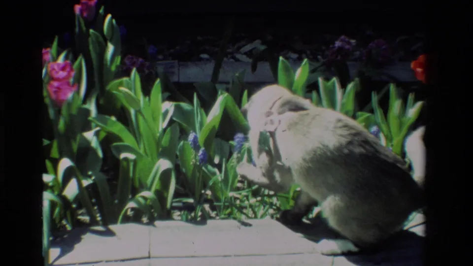 A grey collared cat investigates low garden flowers and green leaves in 1984 California 8mm home-movie footage.