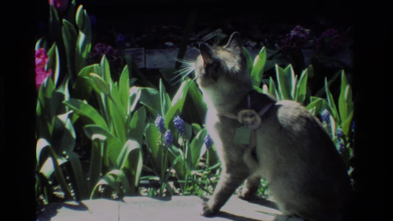 Collared grey cat sits beside tulips and looks upward.