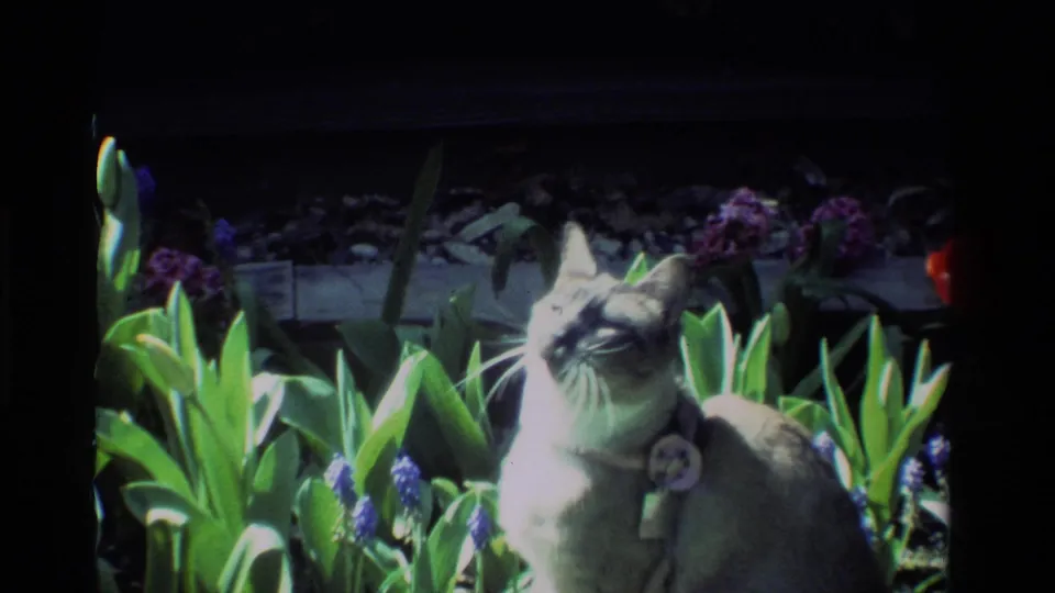 A grey collared cat turns toward the camera among purple flowers and bright green foliage in vintage 8mm footage.