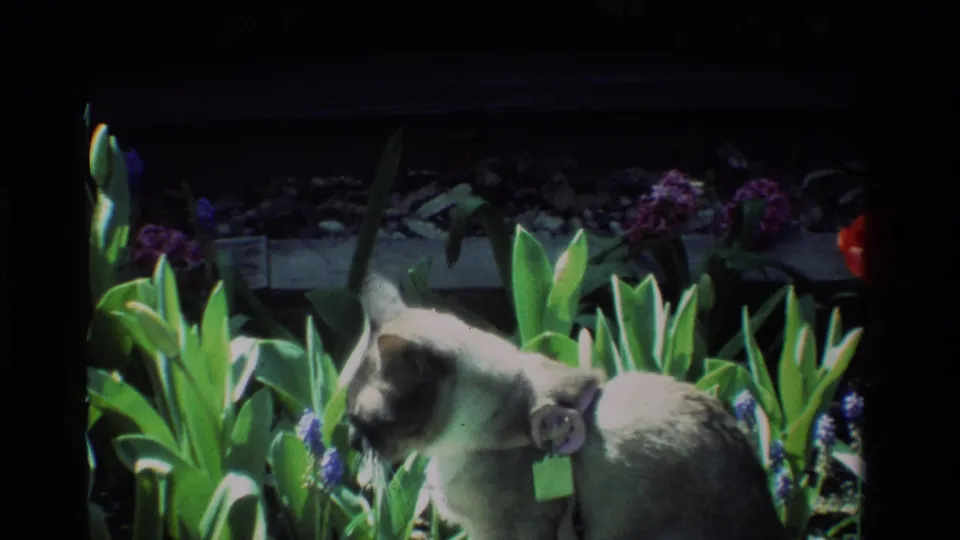 The cat lowers its head to sniff purple flowers beside broad green leaves in the 1984 California garden footage.