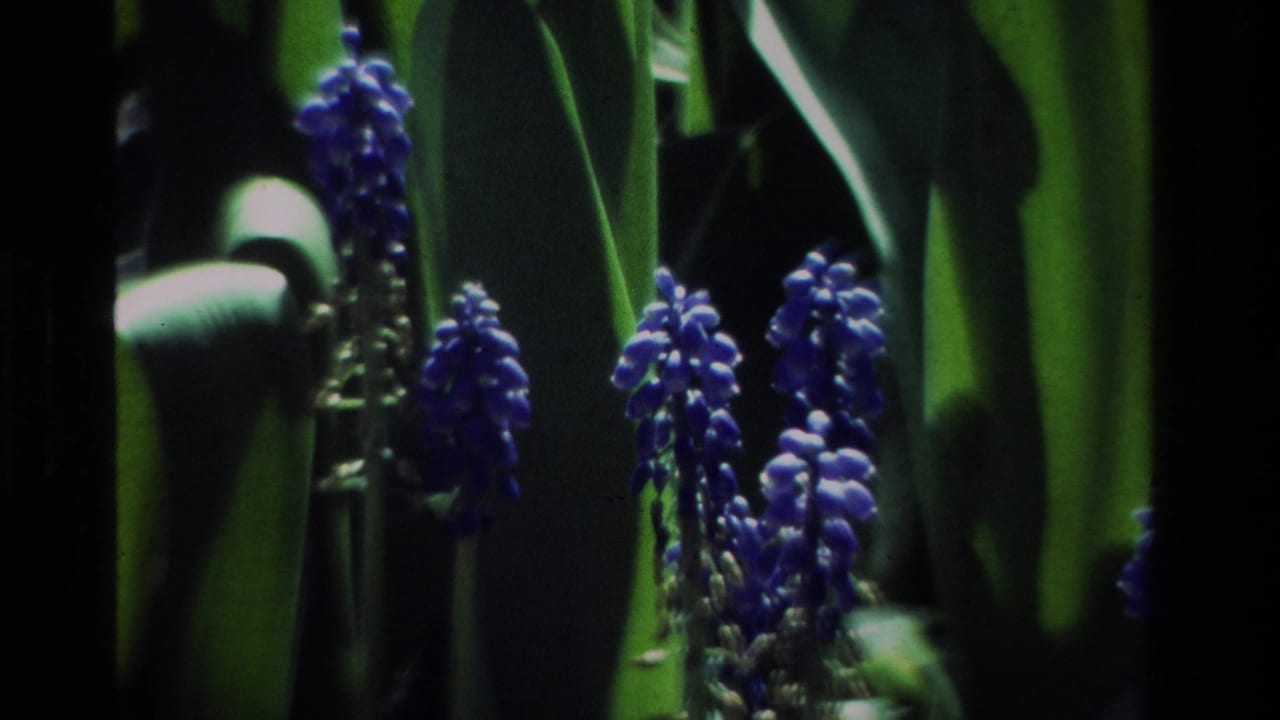 Blue grape hyacinth-like blossoms stand among green leaves in a 1984 California home-movie garden view.