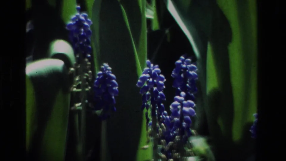 Blue grape hyacinth-like blossoms stand among green leaves in a 1984 California home-movie garden view.