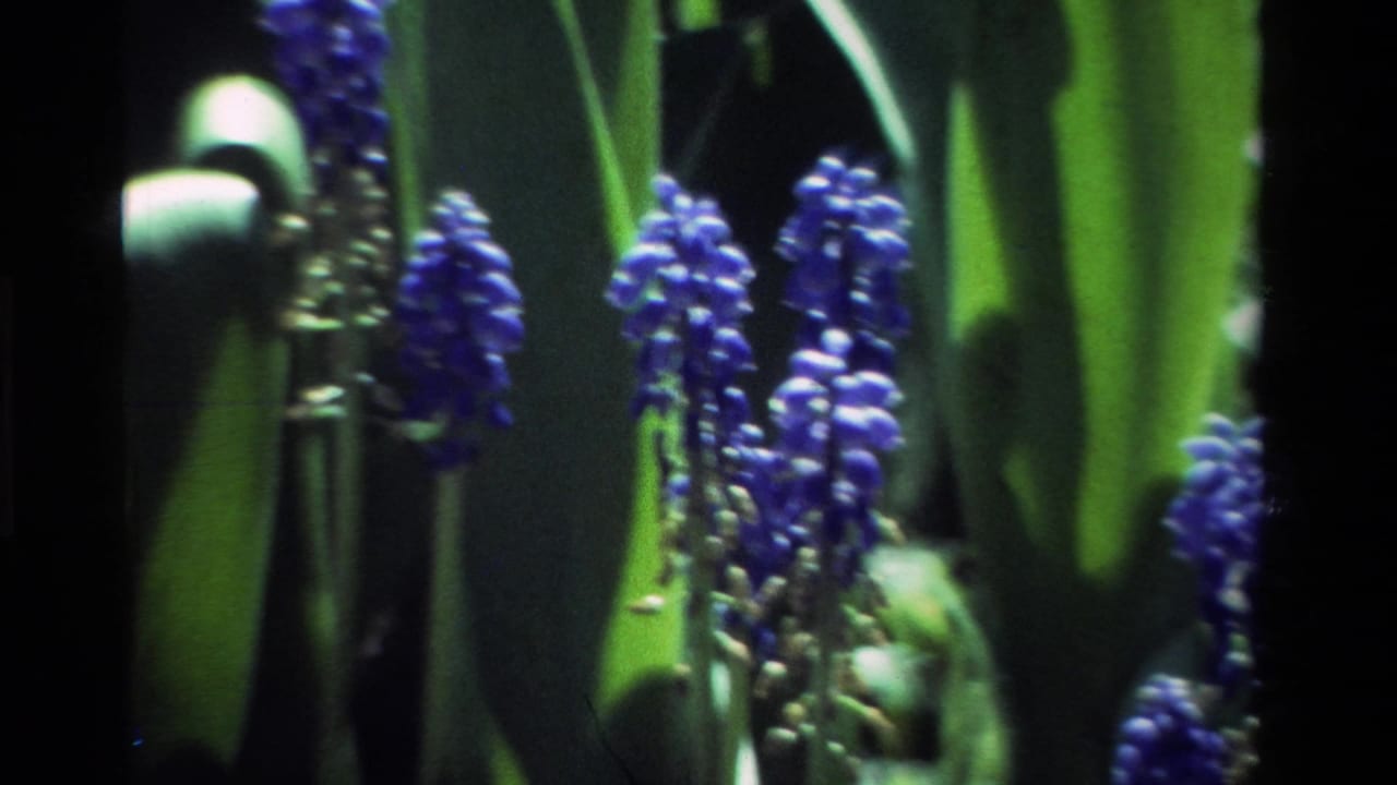 The pan continues across blue flower clusters and dense green foliage in the California garden setting.