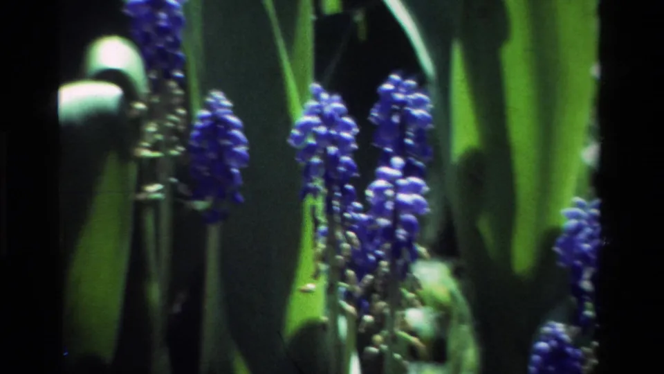 The pan continues across blue flower clusters and dense green foliage in the California garden setting.