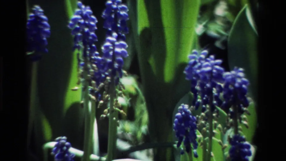 Several blue grape hyacinth-like stems appear in front of broad green leaves during the 8mm garden pan.