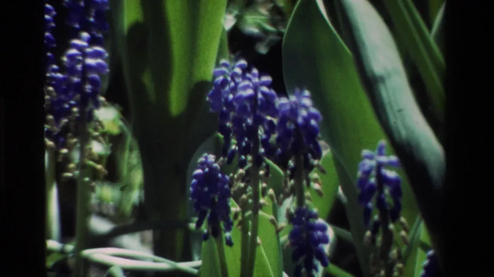 Blue clustered blossoms remain framed against broad leaves and shadowed foliage near the end of the garden shot.