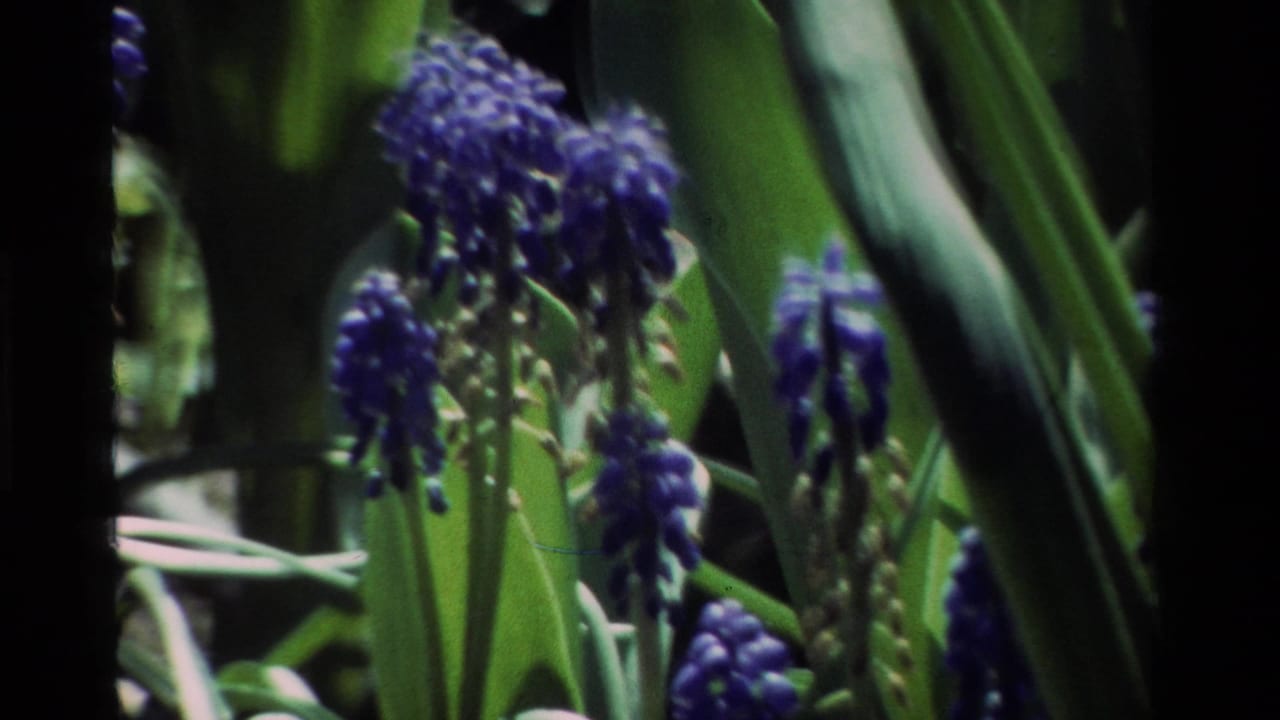 Close 1984 California 8mm view of blue grape hyacinth clusters partly shaded by long green leaves.