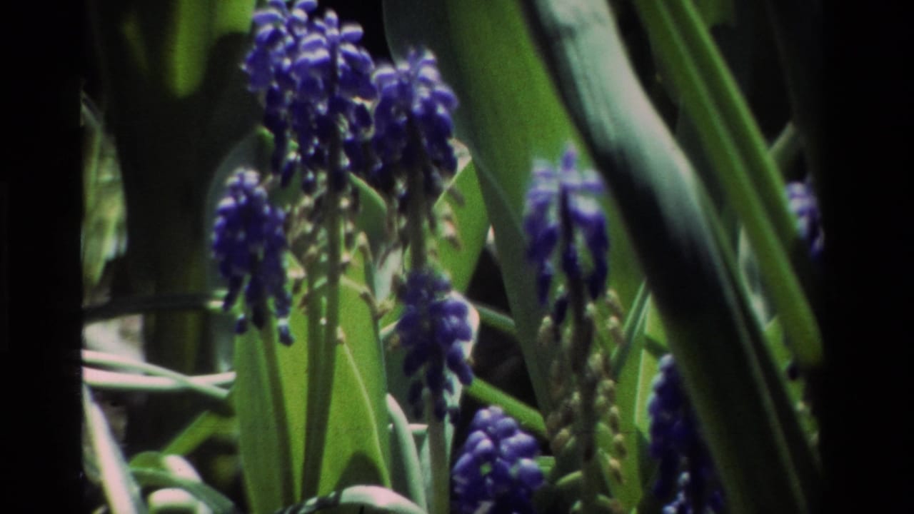 Clusters of blue grape hyacinth flowers framed by tall green leaves.