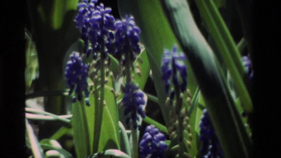 Close-up 8mm frame of blue grape hyacinth blooms and upright leaves in a California garden setting.