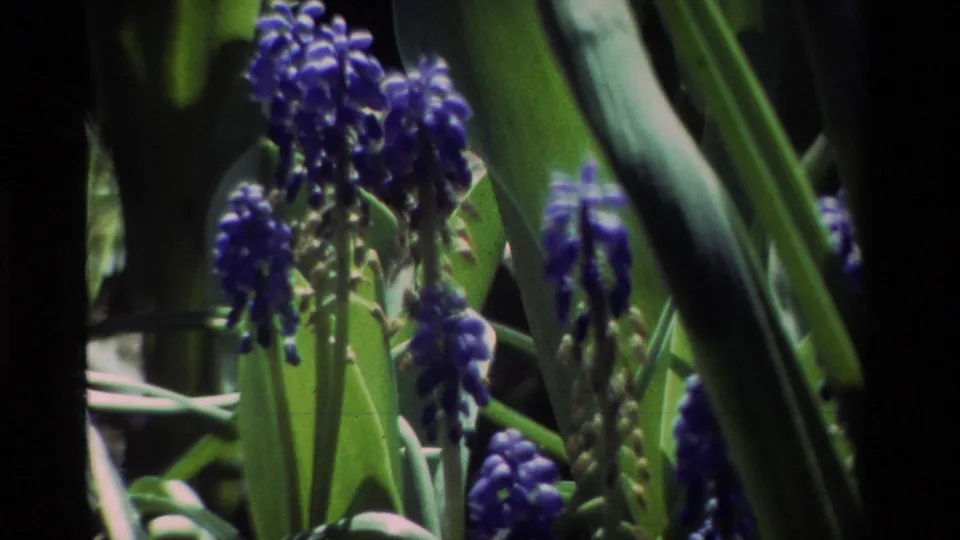 Vintage 8mm close view of grape hyacinth flowers in a leafy garden, with saturated blues and greens.
