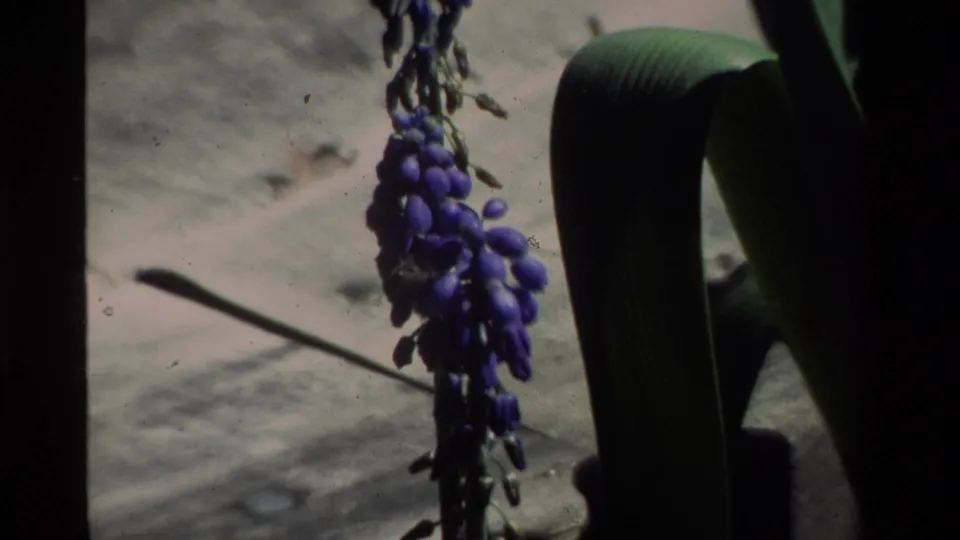 A grape hyacinth flower stem hangs near bare soil and shadowed leaves in the 1984 California garden footage.