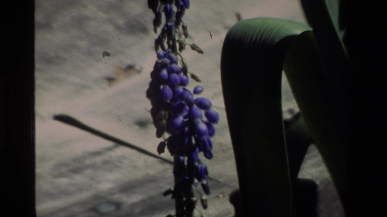 1984 California 8mm frame showing purple grape-like flower clusters near broad green leaves in close-up.