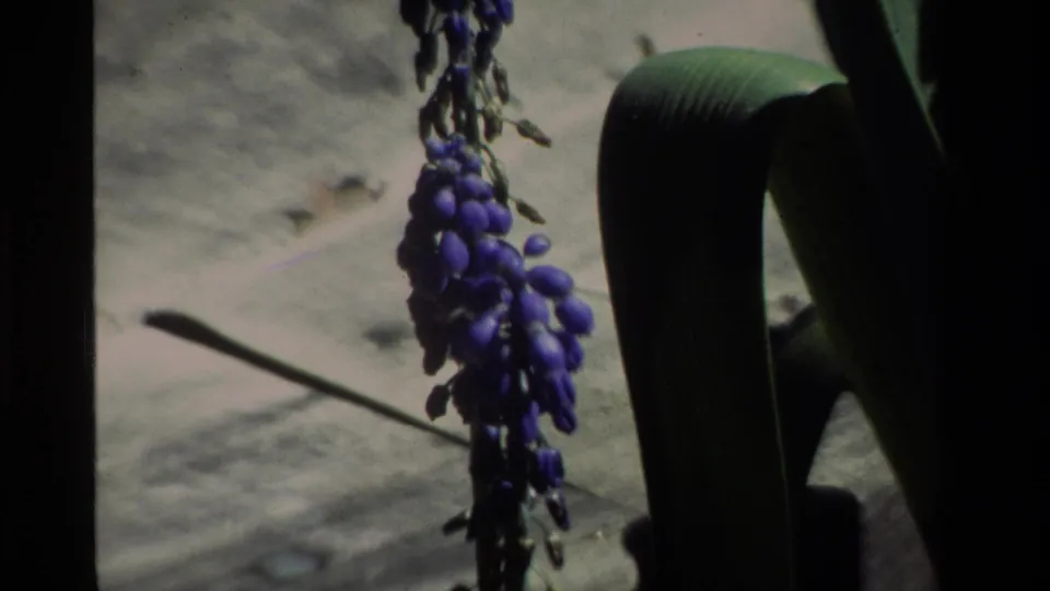 Close-up 8mm view of purple clustered blooms and a curved green leaf, with the California setting supported by metadata.