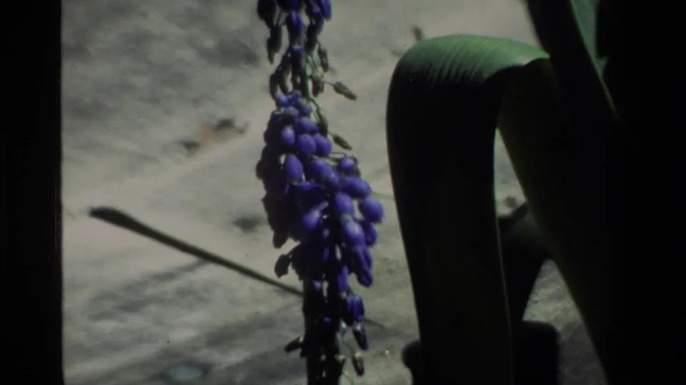 8mm close-up from a 1984 California home movie showing purple clustered flowers beside dark green foliage.