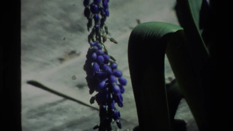 Final close-up frame shows purple grape-like flowers and broad leaves on grainy 8mm footage from the 1984 California clip.