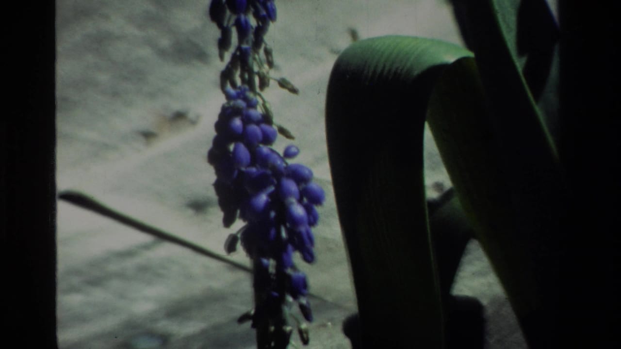 1984 California 8mm frame showing a purple flowering stalk with dark leaves and a pale ground or wall behind it.