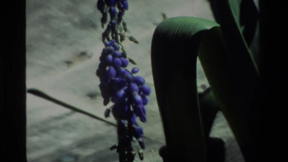 1984 California 8mm frame showing a purple flowering stalk with dark leaves and a pale ground or wall behind it.