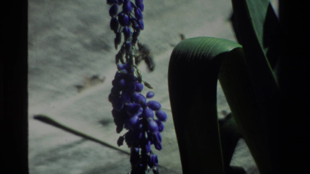 1984 California 8mm frame with a hanging purple flower cluster, broad leaves, and muted pale background texture.