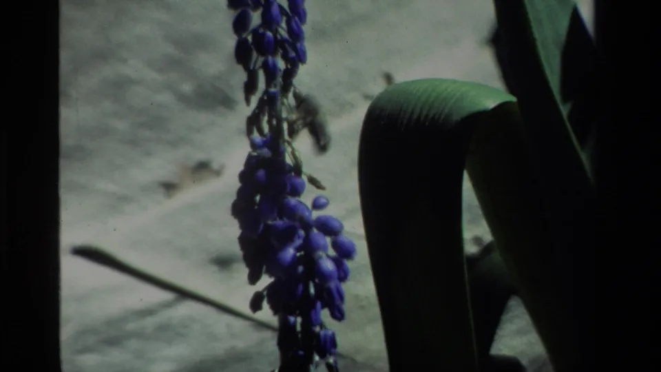 1984 California 8mm frame with a hanging purple flower cluster, broad leaves, and muted pale background texture.