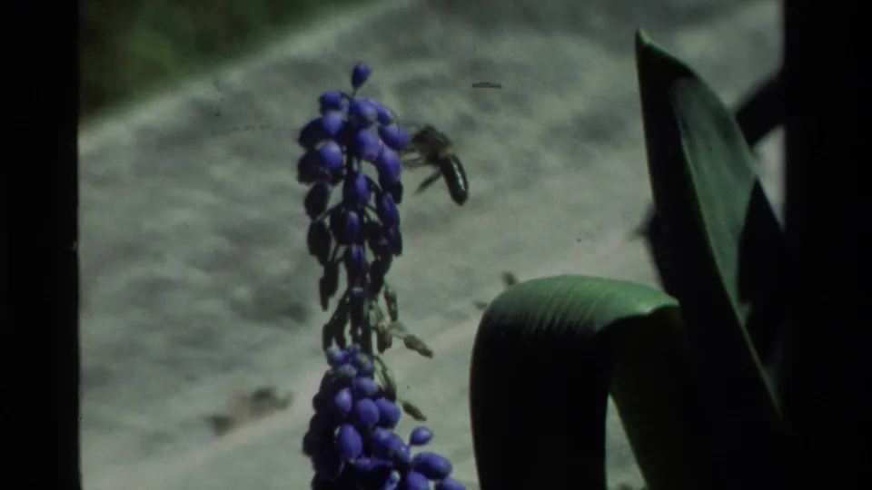 1984 California 8mm frame showing a small bee or wasp near a purple flower stalk in a close garden view.