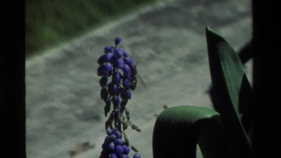 1984 California 8mm frame showing the purple flower stalk with a faint bee or wasp shape near the bloom and dark leaves to the side.