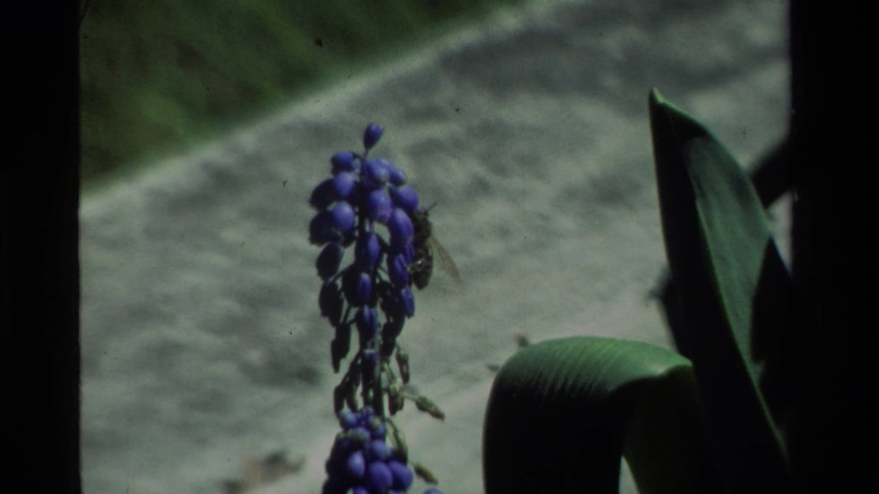 1984 California 8mm frame showing a purple grape hyacinth in a garden, with dark leaves and a soft pale path in the background.