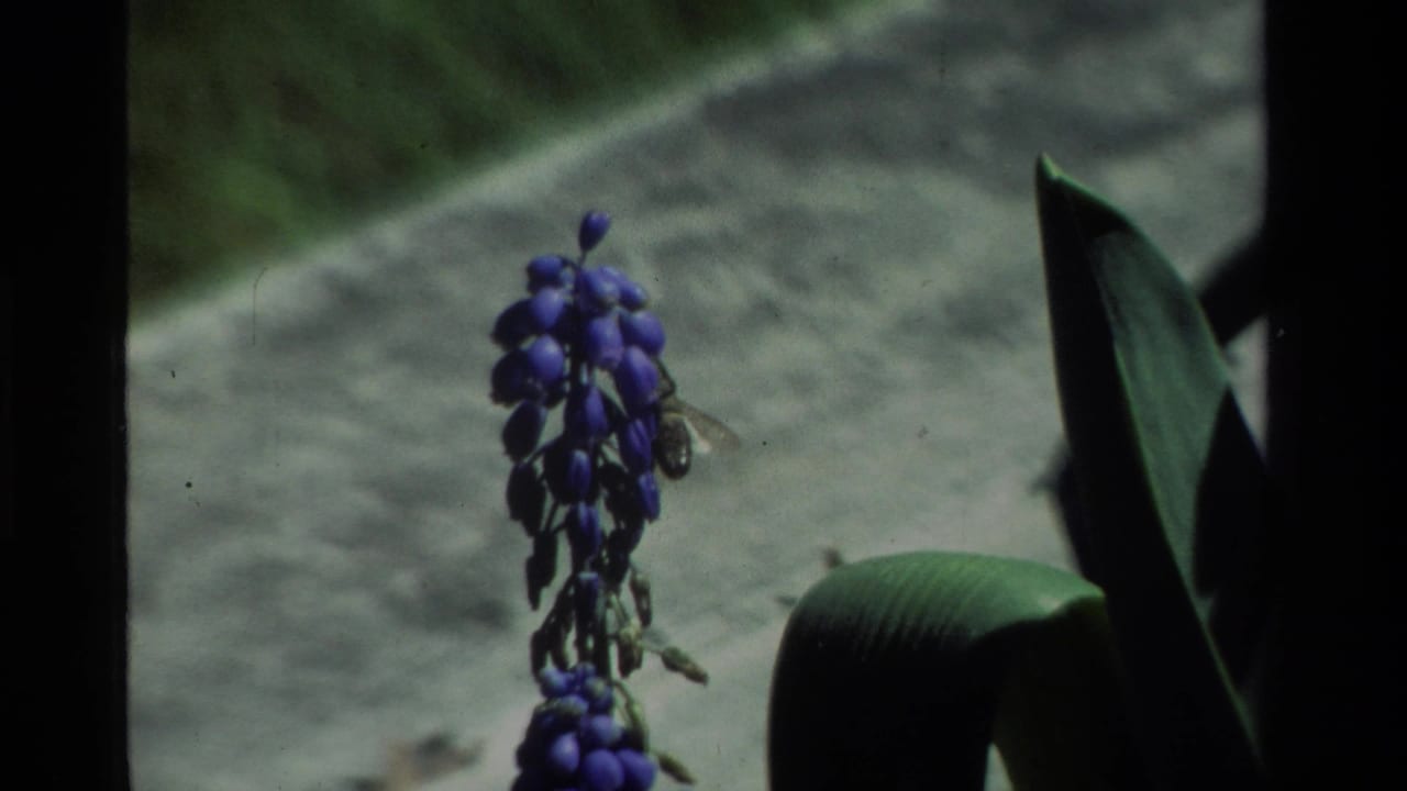 Bee near a purple grape hyacinth flower cluster with dark leaves at the right edge.