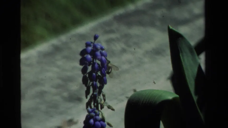 A bee rests or hovers beside a purple grape hyacinth in 1984 California 8mm home-movie footage, with leaves and path behind.