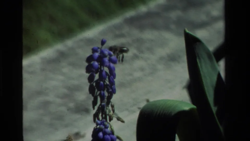 1984 California 8mm frame showing a bee in flight above a purple grape hyacinth, with dark leaves and a soft garden path behind.