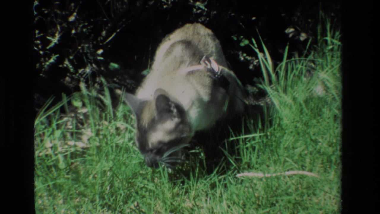 A Siamese cat in 1984 California home-movie footage bends toward sunlit green grass in a garden.