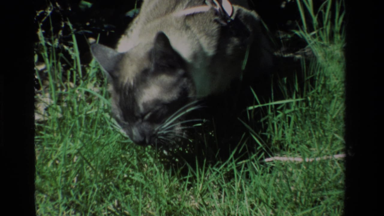 The Siamese cat remains close to the lawn, sniffing or nibbling grass in the California garden scene.
