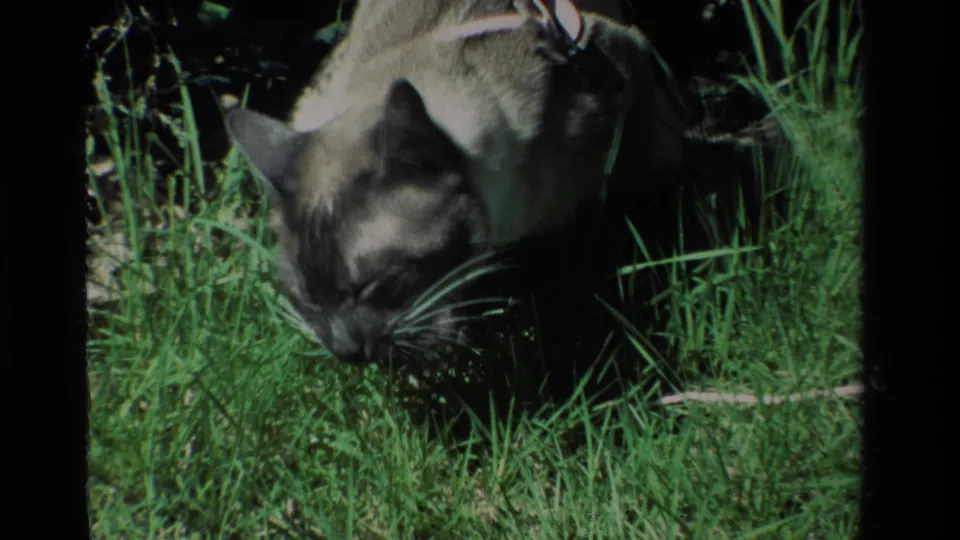 The Siamese cat remains close to the lawn, sniffing or nibbling grass in the California garden scene.
