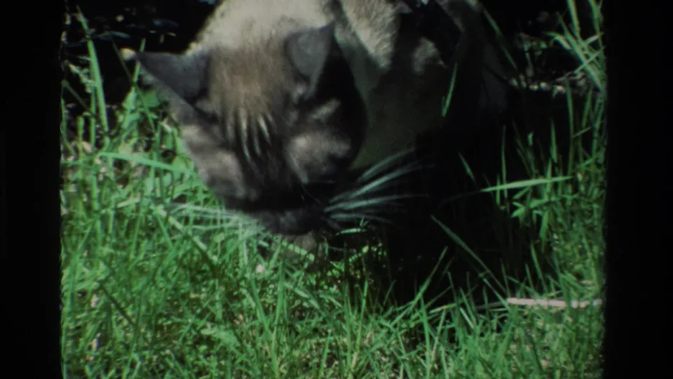 A soft 8mm close-up frames the Siamese cat's dark face and whiskers among tall green grass.