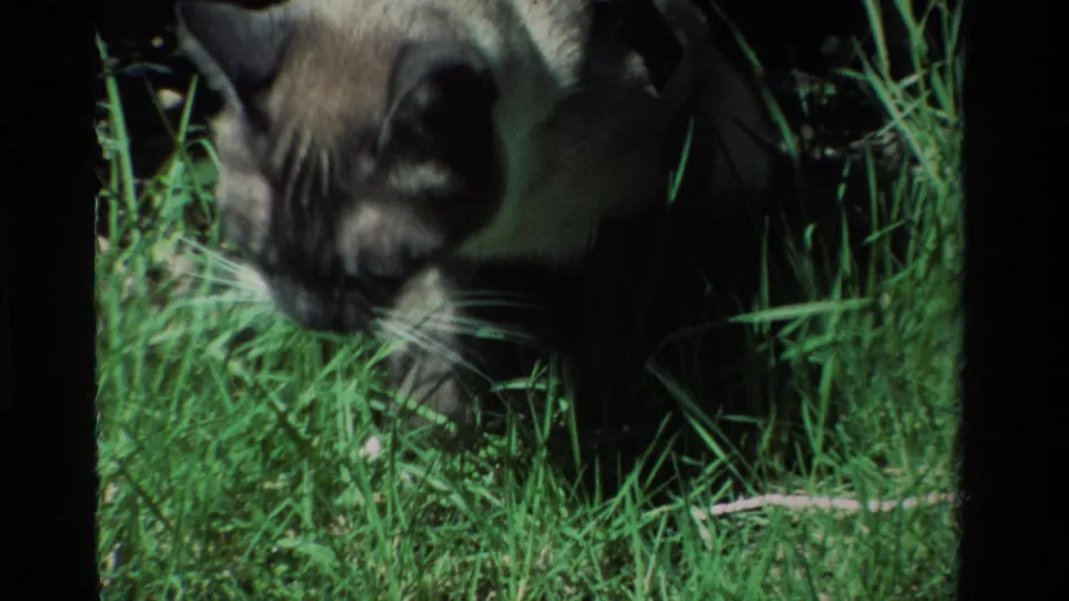 Near the end of the clip, the Siamese cat faces down into dense grass in the 1984 garden footage.