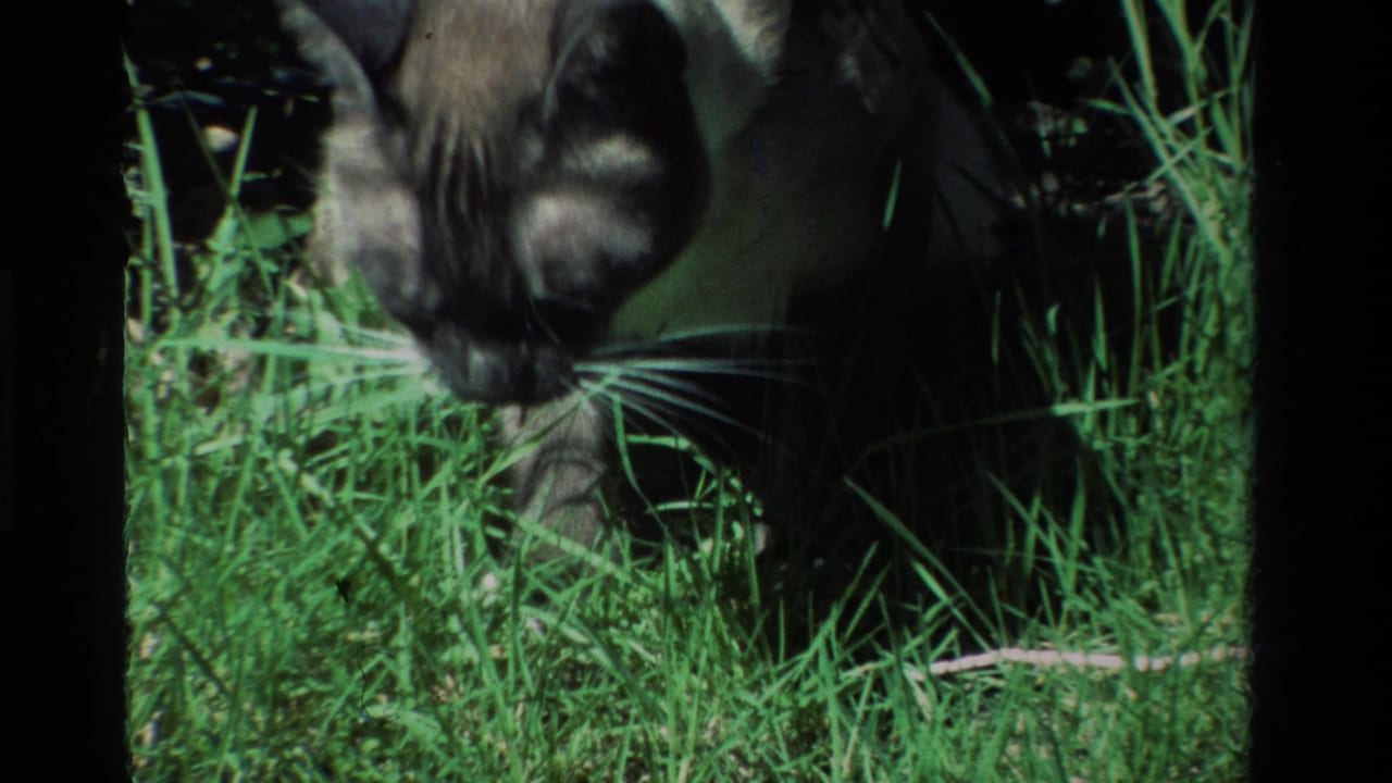 In 1984 California home-movie footage, a Siamese cat appears to forage in bright green backyard grass.