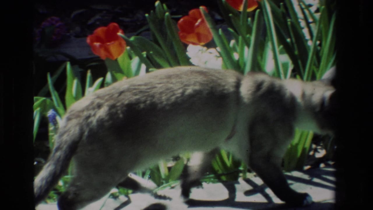 A Siamese cat walks through a sunlit California garden beside red tulips, white flowers, and leafy stems.