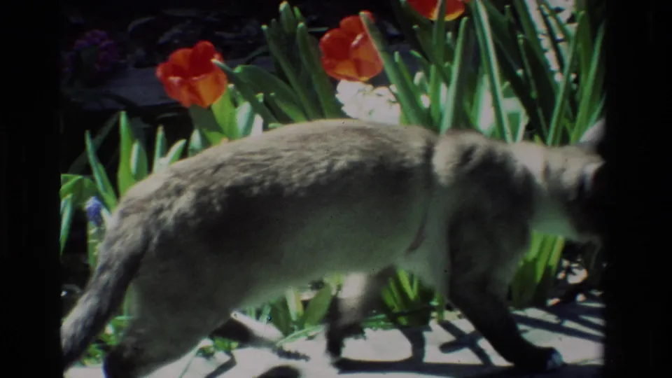 A Siamese cat walks through a sunlit California garden beside red tulips, white flowers, and leafy stems.
