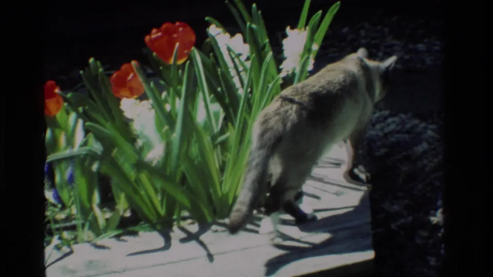 The cat moves away along a wooden garden path near red tulips and white blossoms in backyard sunlight.