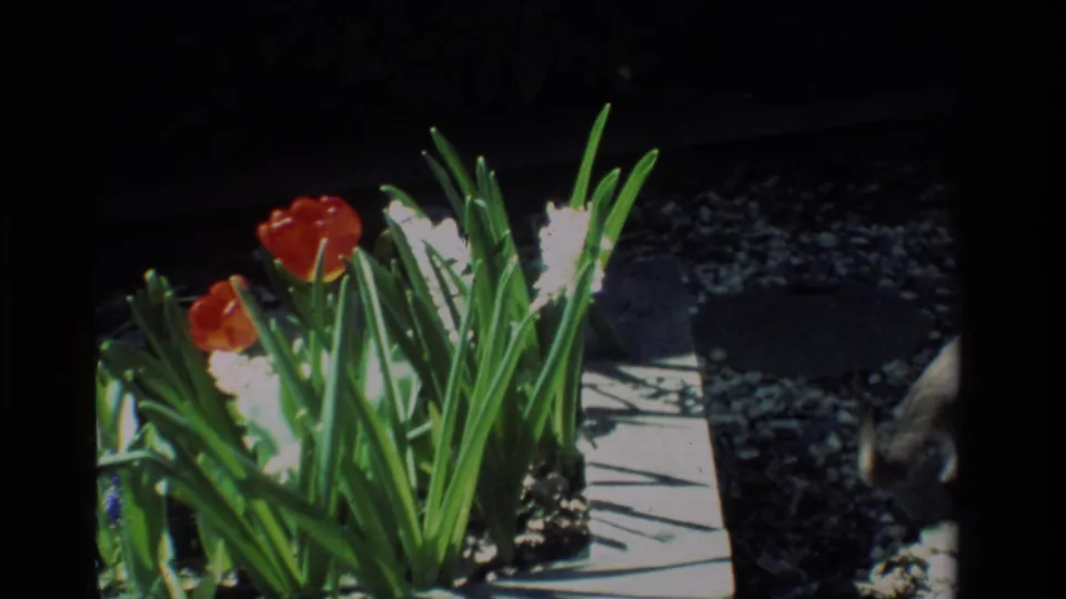Red tulips, white flowers, and green leaves fill the garden frame while the Siamese cat is partly visible at the edge.