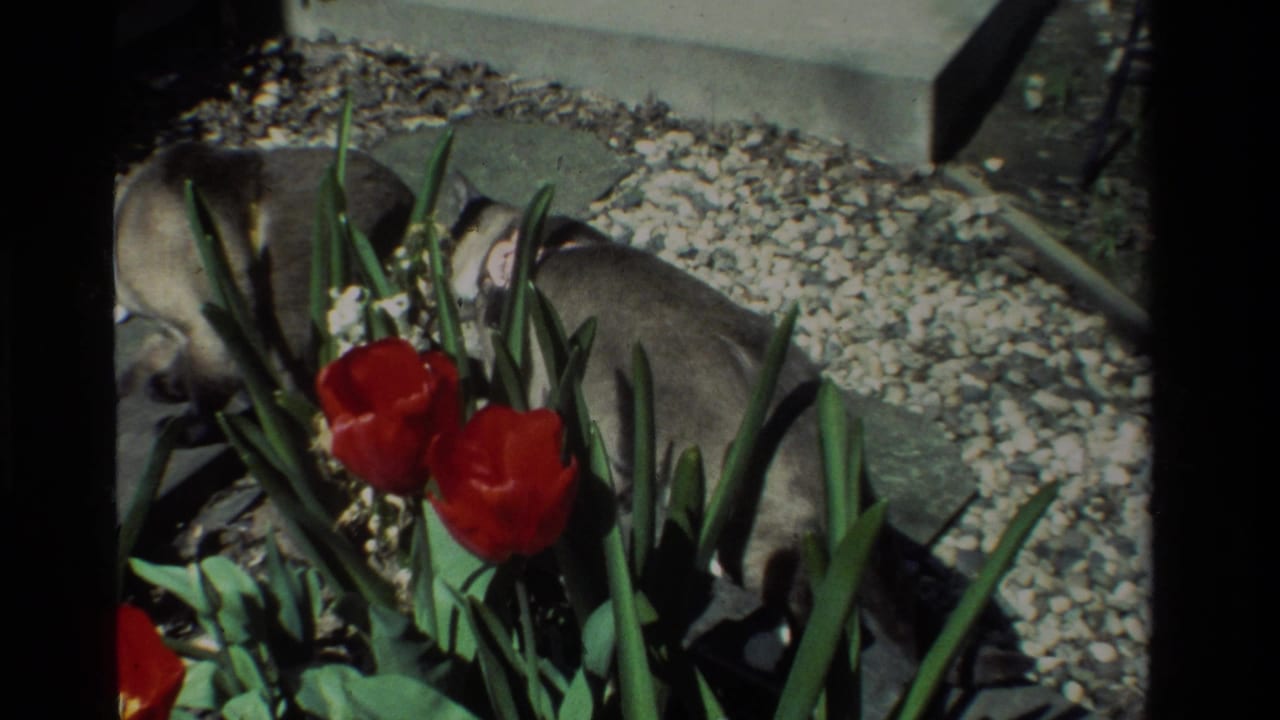 Two cats partly hidden among red tulips beside gravel and a concrete step.